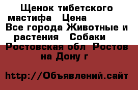 Щенок тибетского мастифа › Цена ­ 60 000 - Все города Животные и растения » Собаки   . Ростовская обл.,Ростов-на-Дону г.